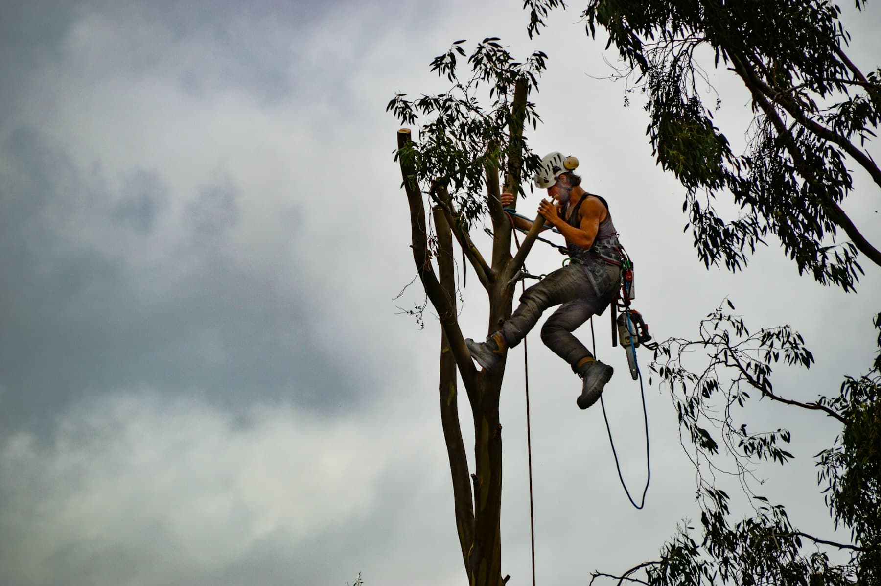 Élagage d'un arbre sur cordes